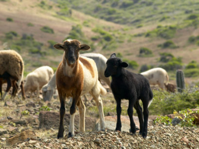 goats Aruba