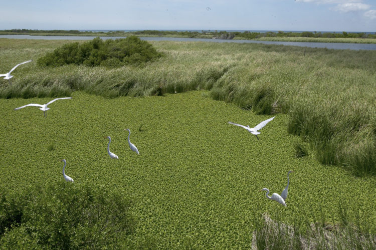 Bubali Bird Sanctuary, home to many bird species, is one of Aruba's natural attractions
