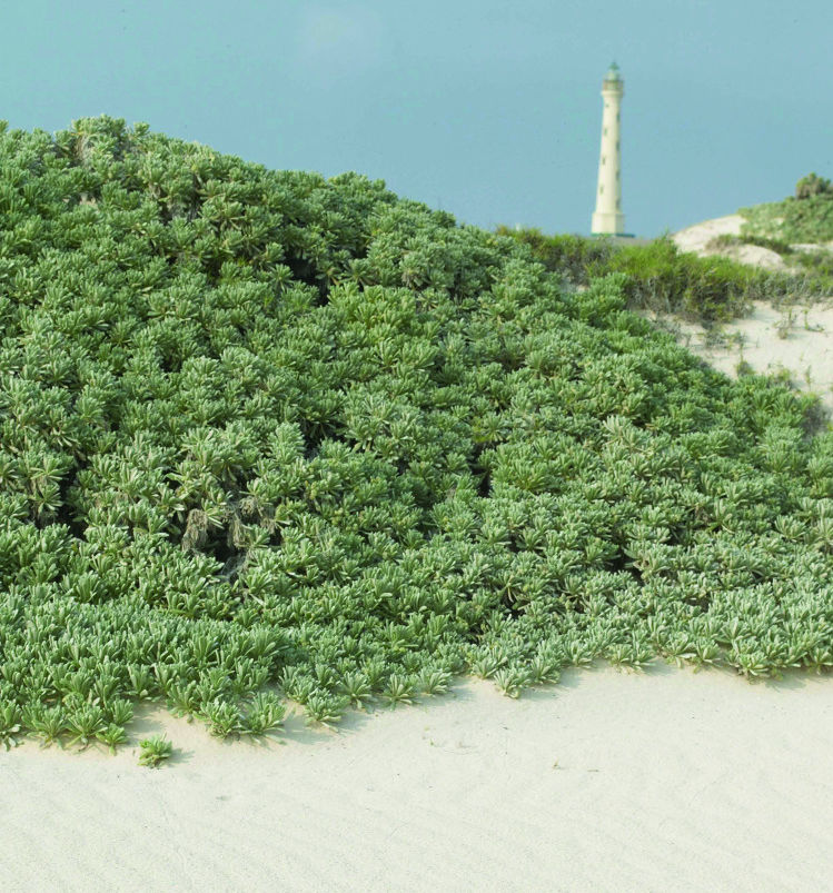 California Dunes Aruba