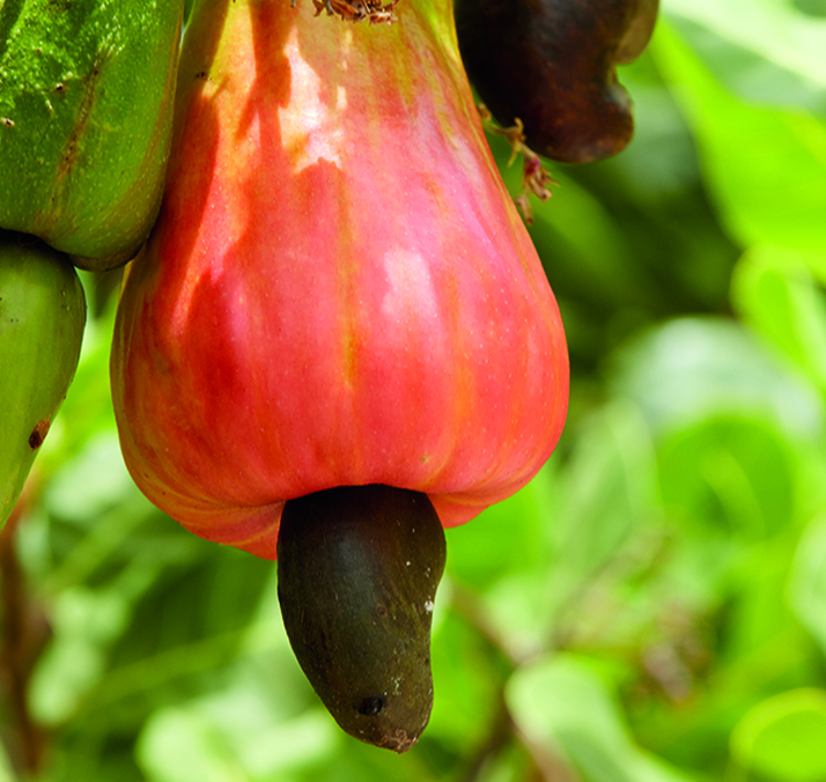 Fruits of Aruba | When in Aruba