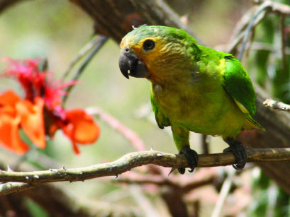 Aruba Flora & Fauna | When in Aruba