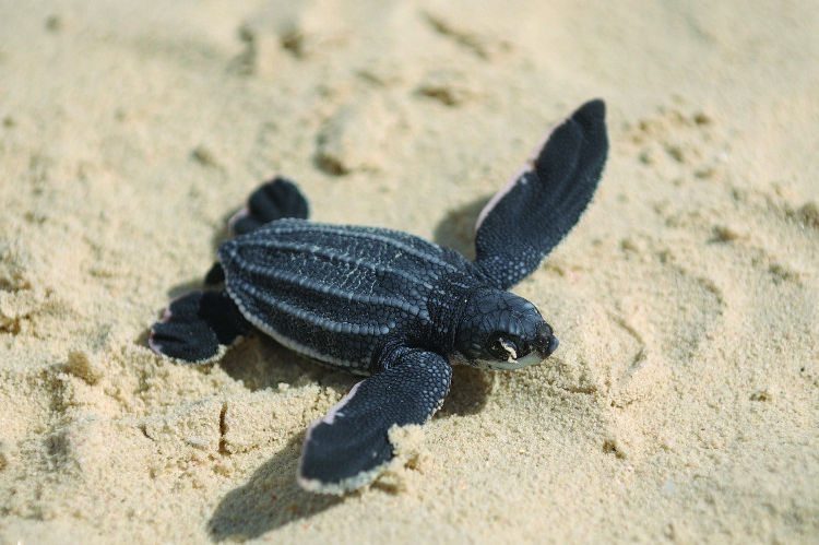 Aruba sea turtle