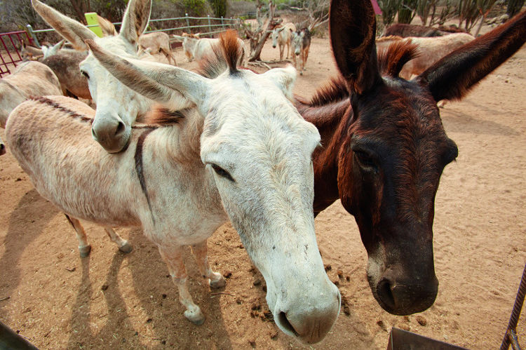 Aruba Donkey Sanctuary When In Aruba   I4A1046•• 750x499 