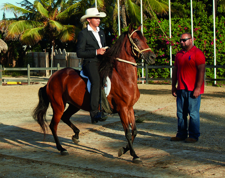 Aruba horse competition