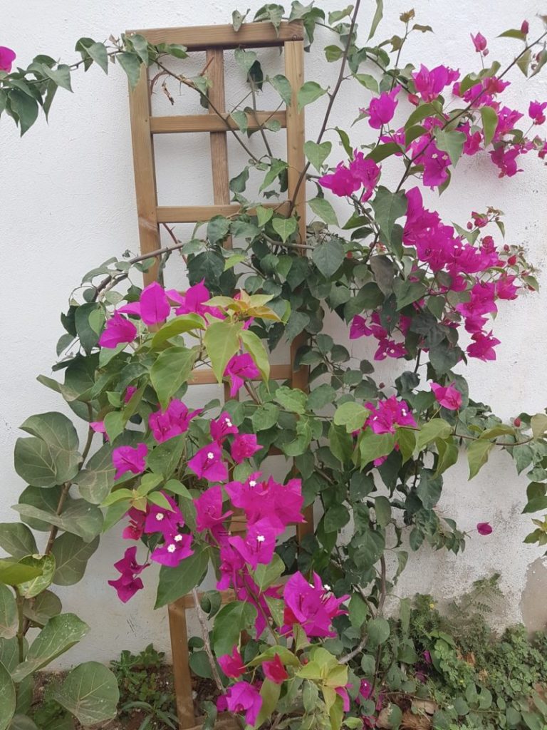 Bouganvillea - Aruba gardening