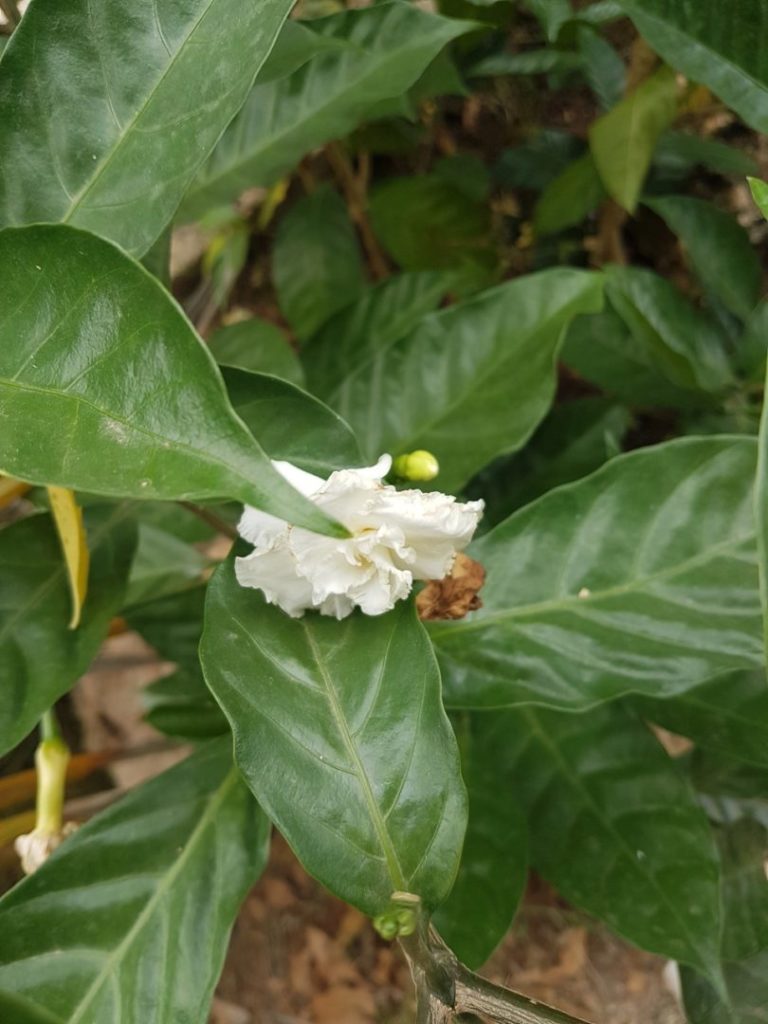 jasmine - Aruba gardening