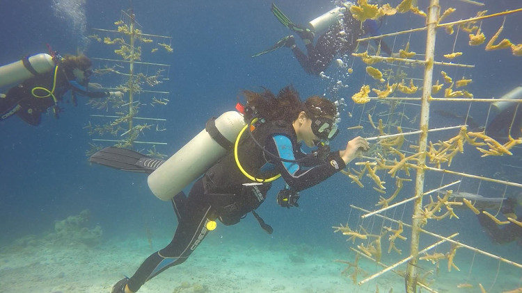 Saving Aruba's Reefs | When in Aruba