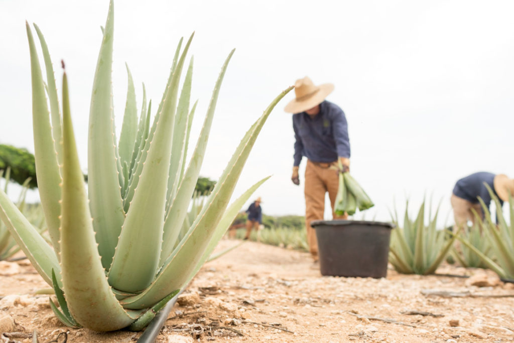 Aruba Aloe Aruba's Pride When in Aruba