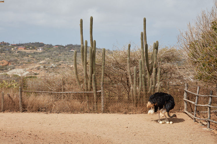 Aruba Ostrich Farm: A Family-Friendly Aruba Excursion | When in Aruba