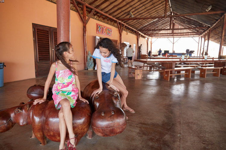 Aruba Ostrich Farm: A Family-Friendly Aruba Excursion | When in Aruba