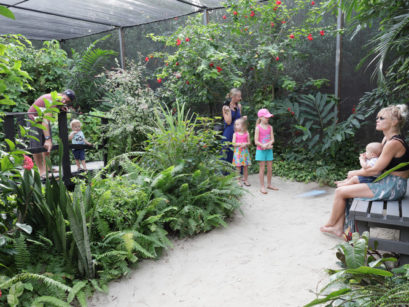 Aruba Butterfly Farm—Fun for the Whole Family! | When in Aruba