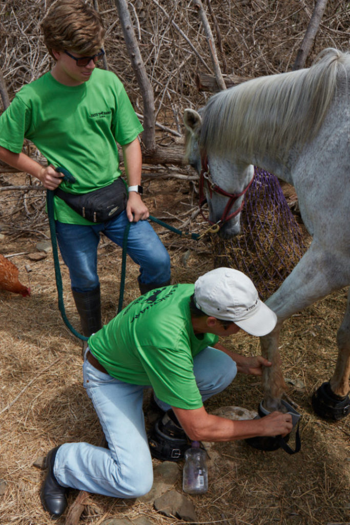 Equine Sanctuary Aruba