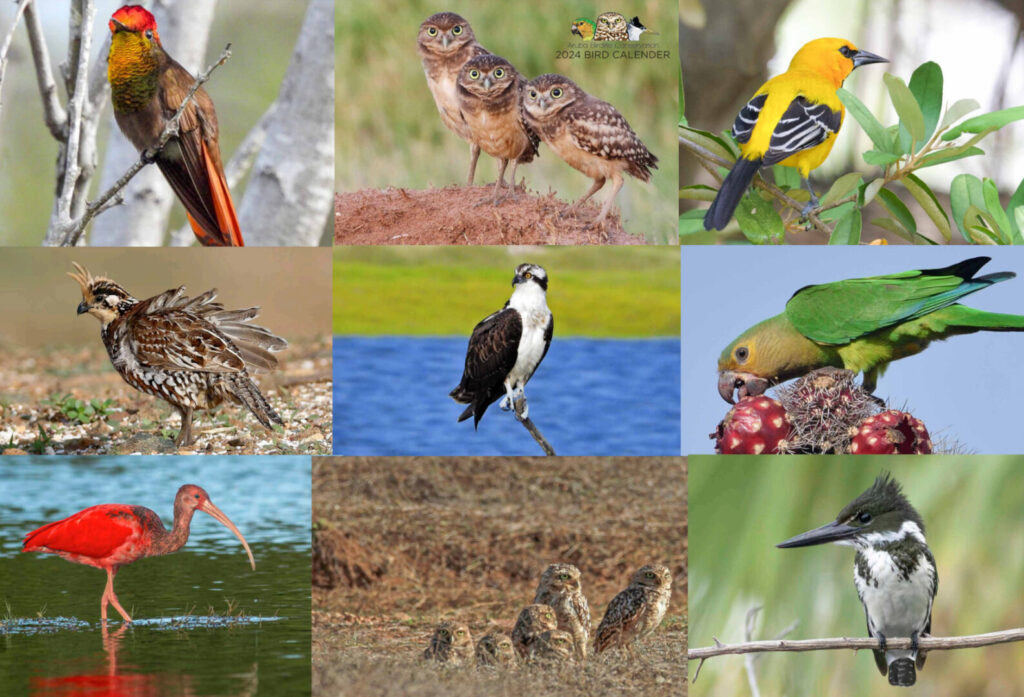 Aruba Bird Calendar 2024 A Unique Holiday Gift That Promotes Nature   Birds 1024x697 